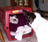 Moxie checking out her crate.